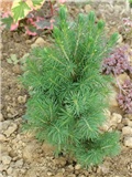 Mini pinus